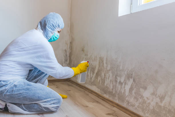 Mold Remediation specialist working in Newtonville