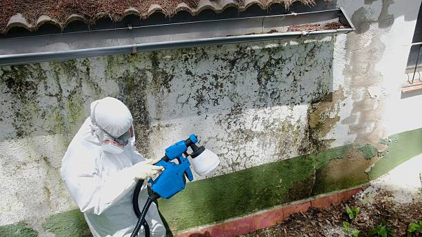 Mold Remediation service in Newtonville, Newtonville, MA